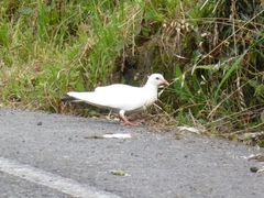 Columba livia domestica