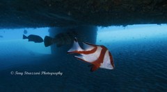 Epinephelus coioides