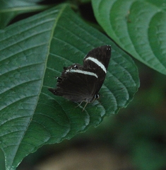 Abisara