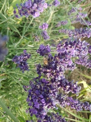 Apis mellifera