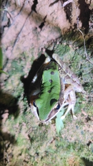 Odorrana chloronota