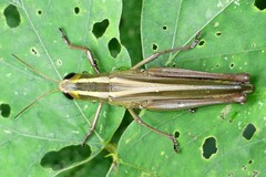 Choroedocus violaceipes