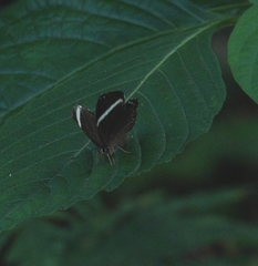 Abisara