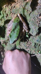 Odorrana chloronota