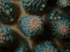 Acropora globiceps