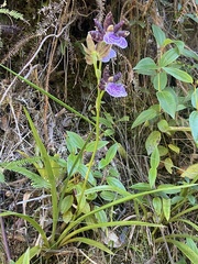 Zygopetalum
