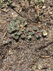Calyptridium parryi parryi