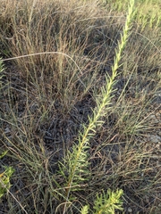 Liatrinae