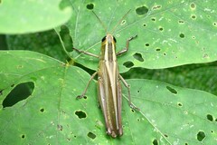 Choroedocus violaceipes