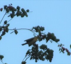 Ptilotula flavescens