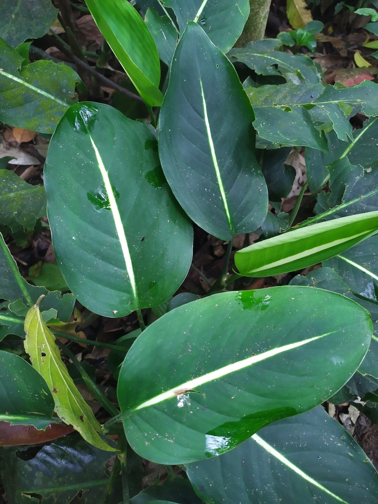 Dieffenbachia oerstedii