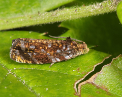 Olethreutes auricapitana