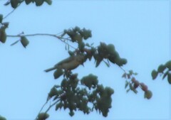 Ptilotula flavescens