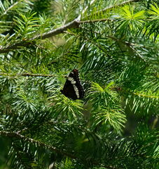 Limenitis lorquini