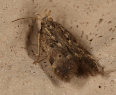 Neodactylota liguritrix