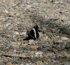 Limenitis lorquini