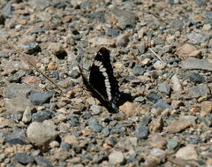 Limenitis lorquini