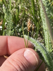 Carex rupestris