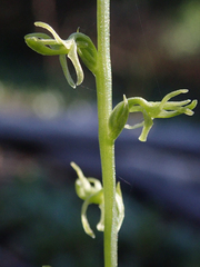 Platanthera leptopetala
