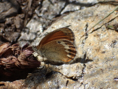 Coenonympha gardetta darwiniana