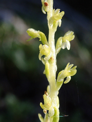Platanthera colemanii