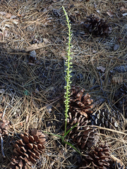 Platanthera colemanii