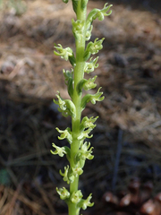 Platanthera colemanii
