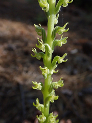 Platanthera colemanii