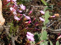 Oxalis amblyosepala