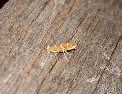 Cameraria caryaefoliella