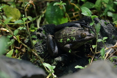 Lithobates montezumae