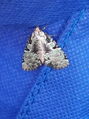 Leuconycta