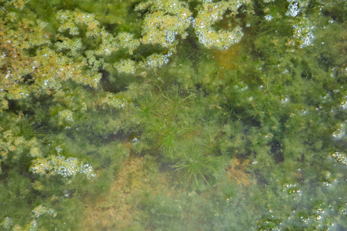 Najas indica (Najas indica)