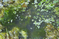 Najas indica