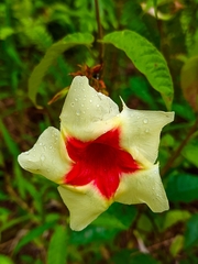 Mandevilla hirsuta