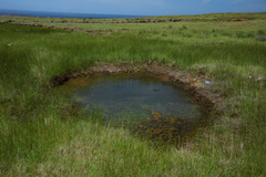 Najas indica