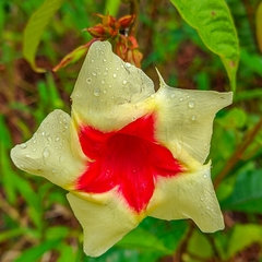 Mandevilla hirsuta