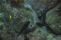 Eubalichthys bucephalus