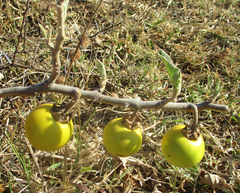 Solanum incanum