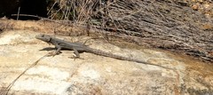 Hemicordylus capensis