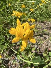 Lotus uliginosus