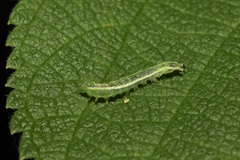 Hypena abalienalis