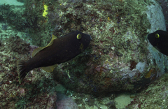 Eubalichthys bucephalus