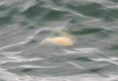 Phacellophora camtschatica