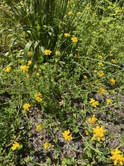 Lotus uliginosus