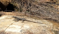 Hemicordylus capensis