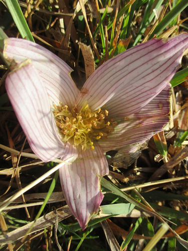 Colchicum melanthioides image