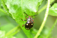 Eumorphus quadriguttatus