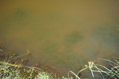 Najas indica