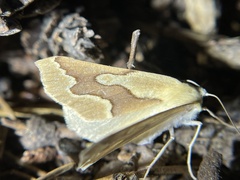 Sabulodes edwardsata